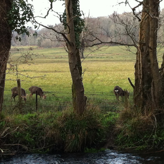 More deer! Not so far away. Also not small.